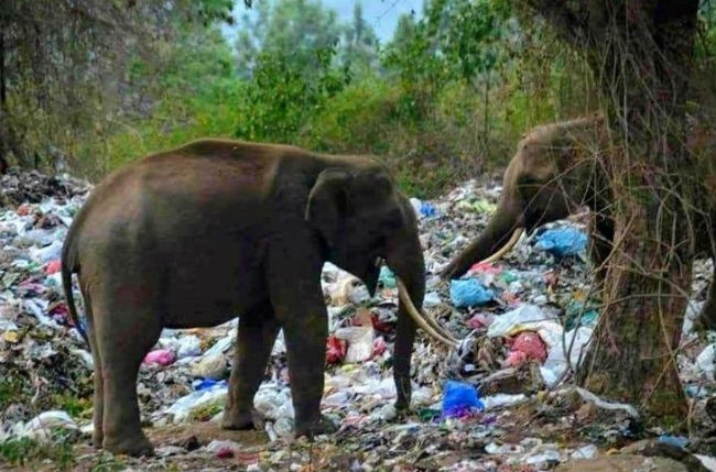 Elephants at Garbage