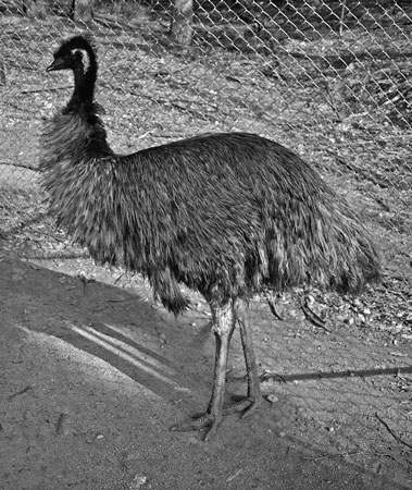 Emu_450