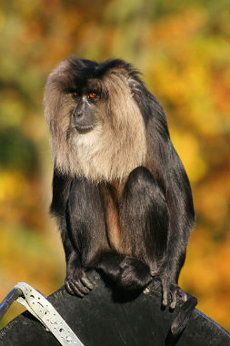 Lion_tailed_Macaque