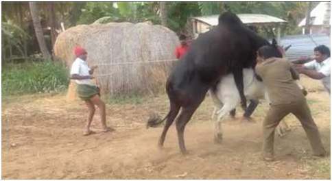 cow mating