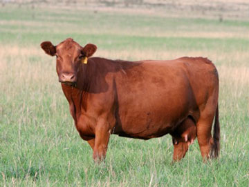 cow 360