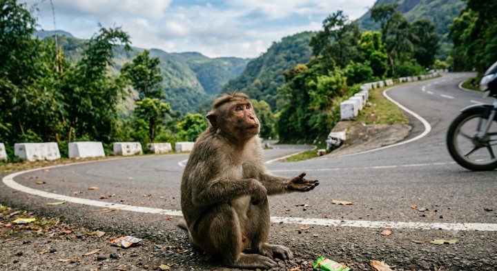monkey on roadside