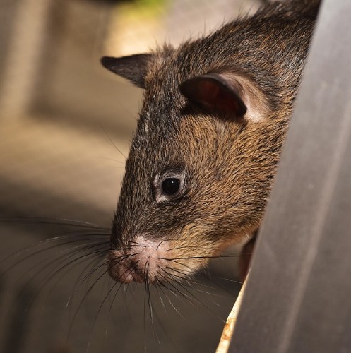 rat 500