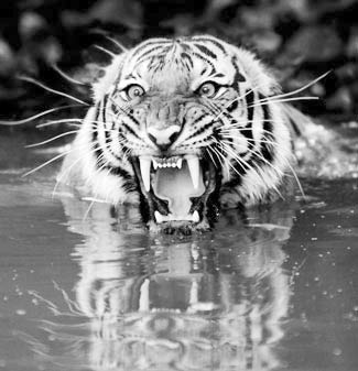 royal_bengal_tiger
