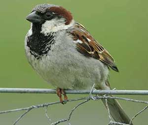 sparrow 300