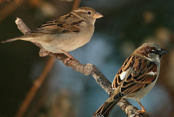 sparrows 575