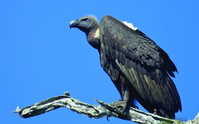 vulture 650