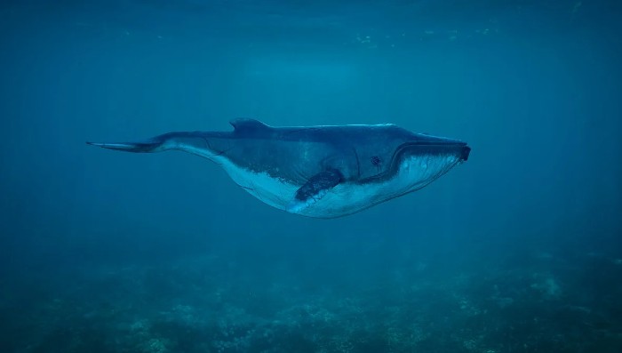 whale 397