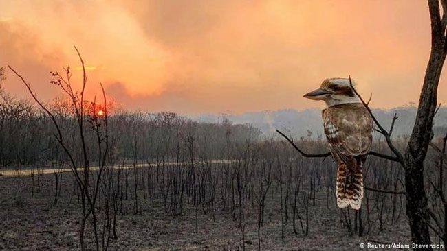 bird in australia fire