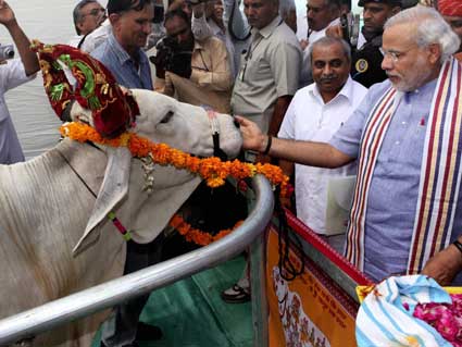 modi with cow
