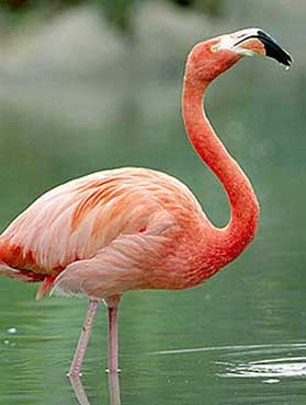 Flamingo_370
