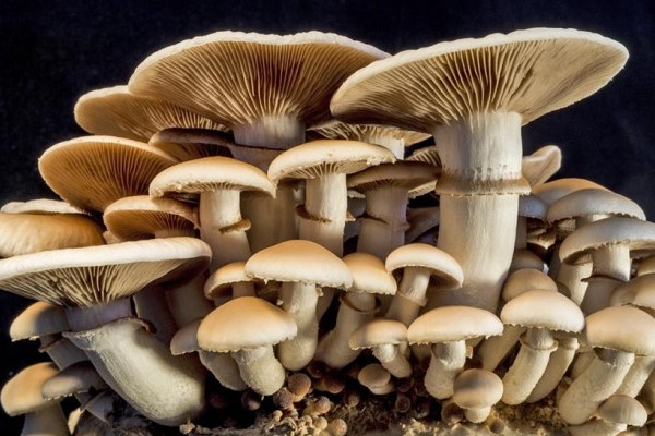 Mushrooms 600