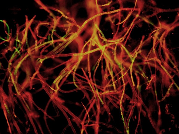 Mycorrhizal fungi
