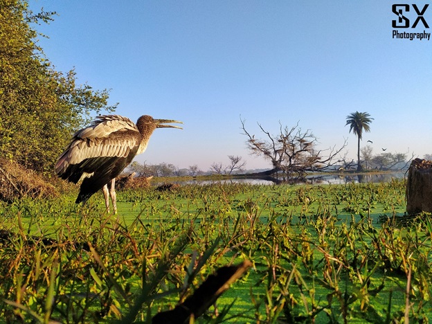 bharatpur bird sanctuary 26