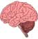Brain