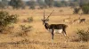 காட்டுயிர் பாதுகாப்பு: அச்சுறுத்தல்களும் தீர்வுகளும்