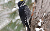 black backed woodpecker