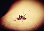 mosquitoe 456