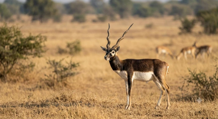 Black Buck