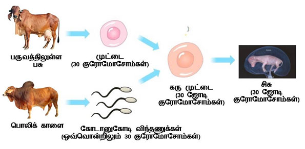 Formation of zygote