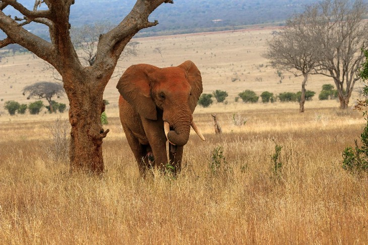 african elephant