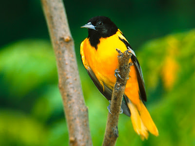 bird_400