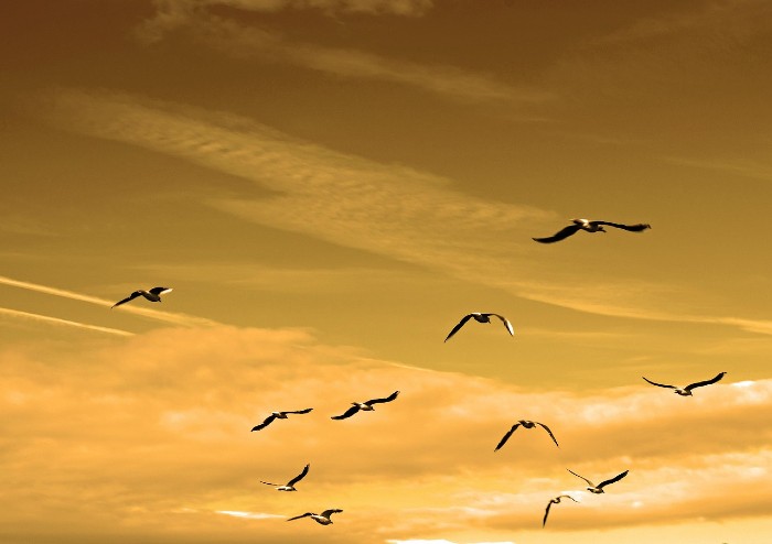 birds flying