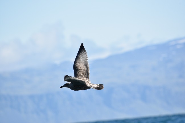 brown skua 650