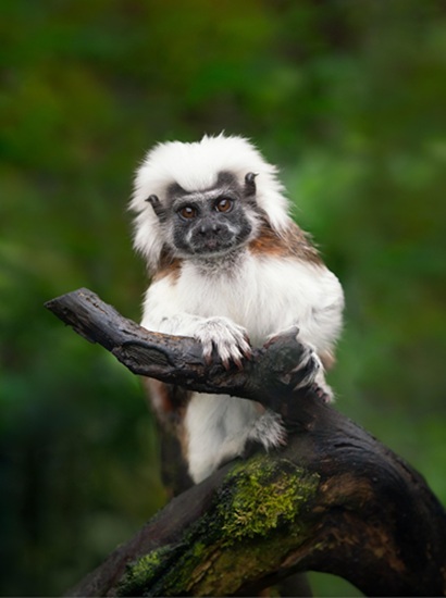 cotton top tamarin
