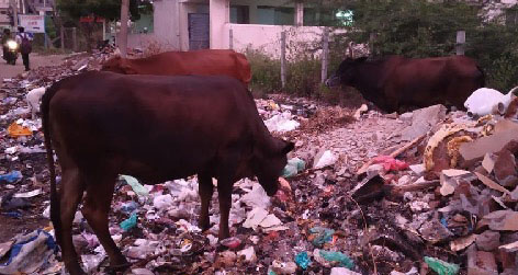 cow eating plastic