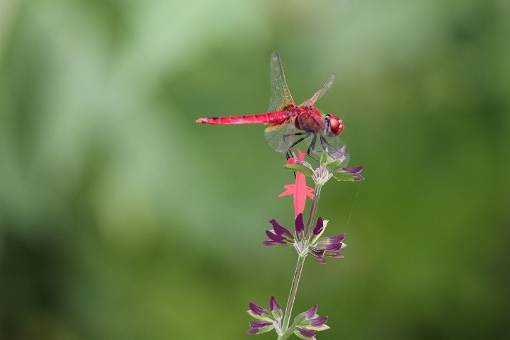 dragon fly