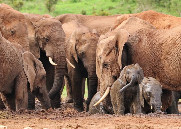 elephants 700