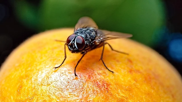 fruit fly