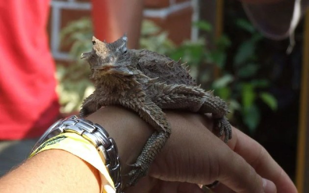 horned lizard
