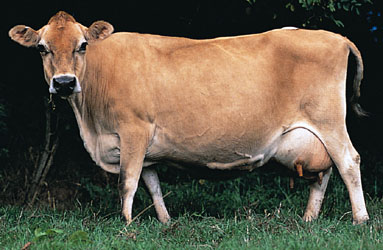 jercey cow