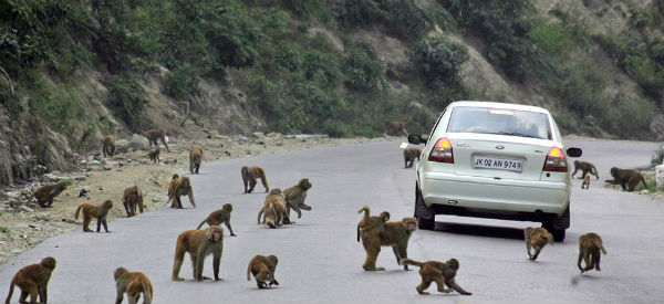 monkeys