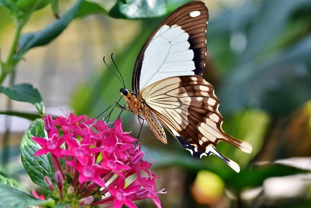 ralphs fotos butterfly