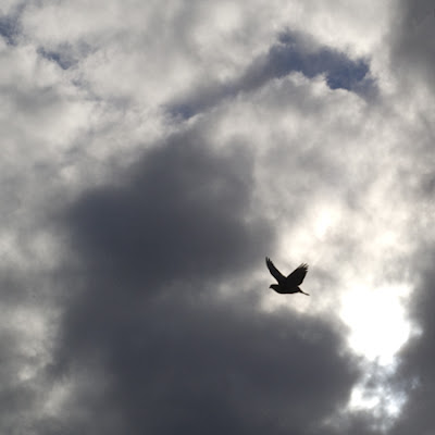 bird_400