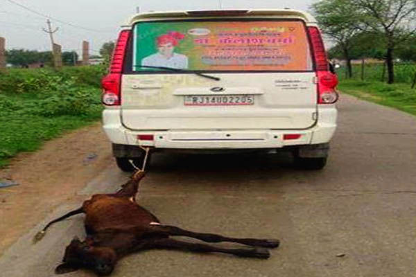 bjp and cow