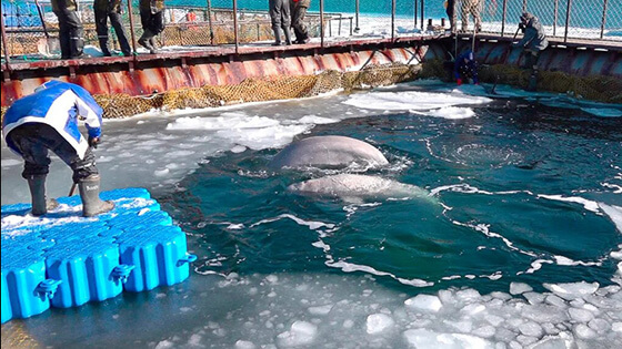 breaking ice whale jail siberian times