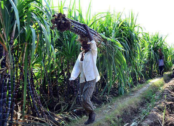 sugarcane labours