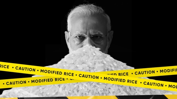 modi modified rice