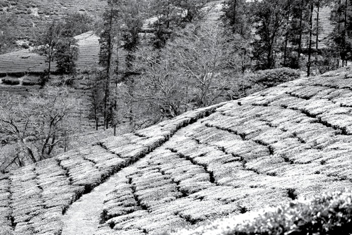 tea estate 467