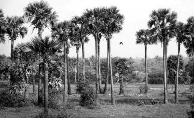 PANAI TREE