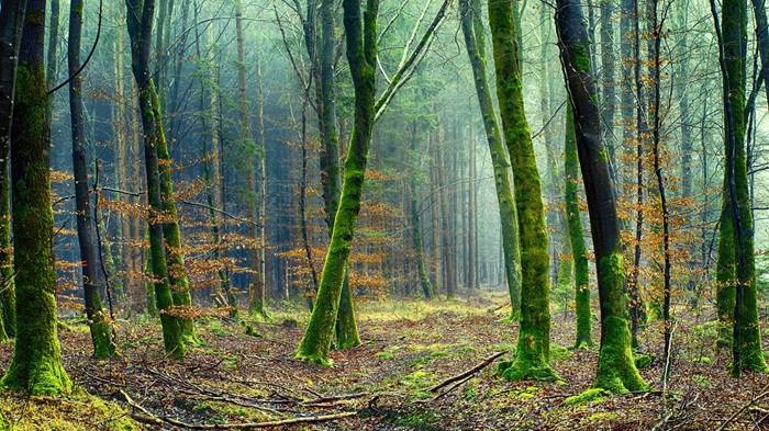 forest 393