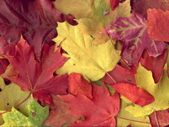 leaves 340