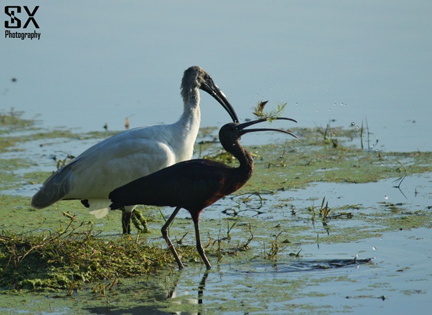 bharatpur bird sanctuary 20