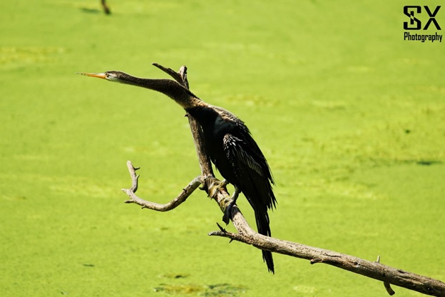 bharatpur bird sanctuary 24