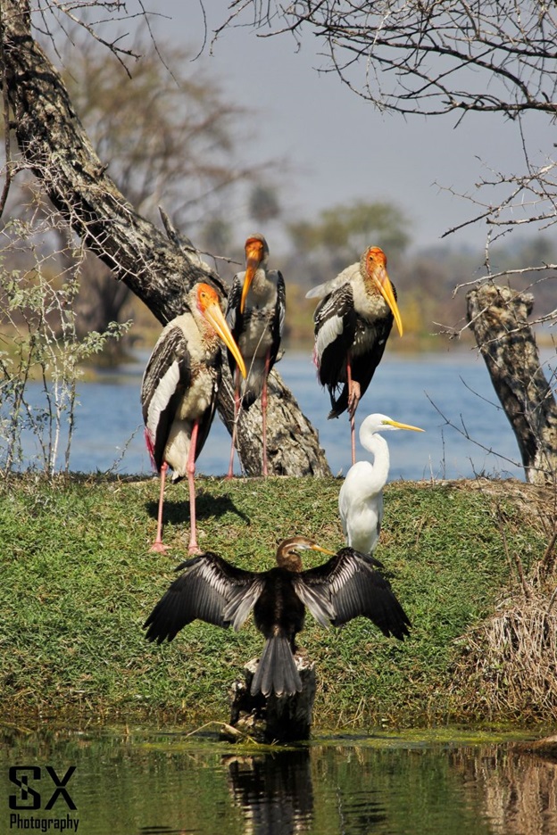 bharatpur bird sanctuary 25
