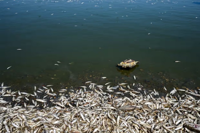 dead fish in iraq